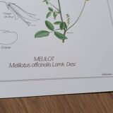 Set of 3 botanical plates "Yellow"- LPR22051B