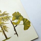 Illustration of the 40-crest tree - Vintage Botanical Nature Plate