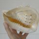 Vintage bedside shell lamps lake house decor wooden table lights set of 2