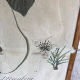Lithograph, old botanical poster