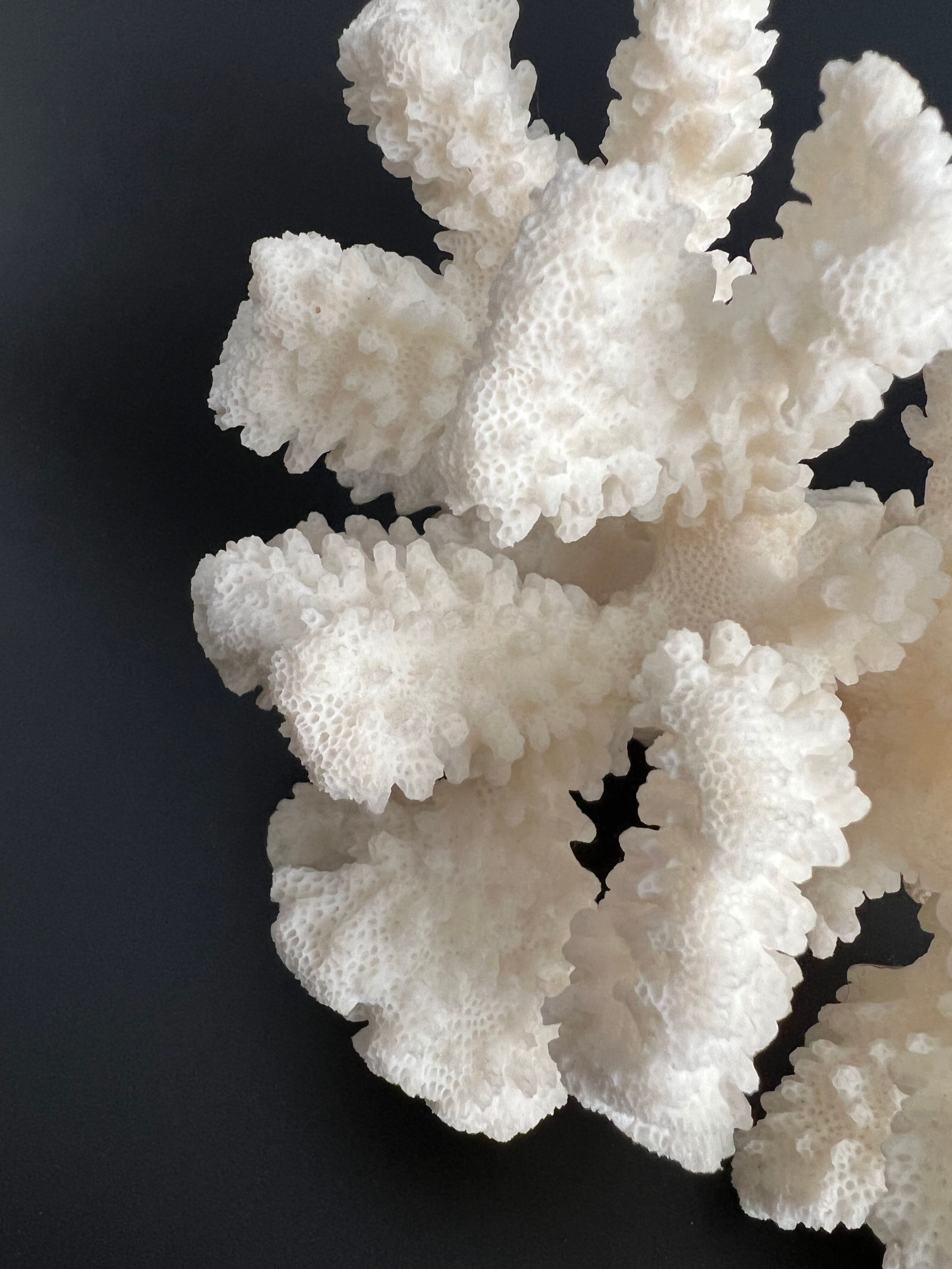 White coral vintage cabinet of curiosity