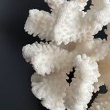 White coral vintage cabinet of curiosity