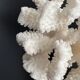 White coral vintage cabinet of curiosity