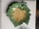 Vide poche, plat, barbotine feuille estampillee Orfinox, vintage