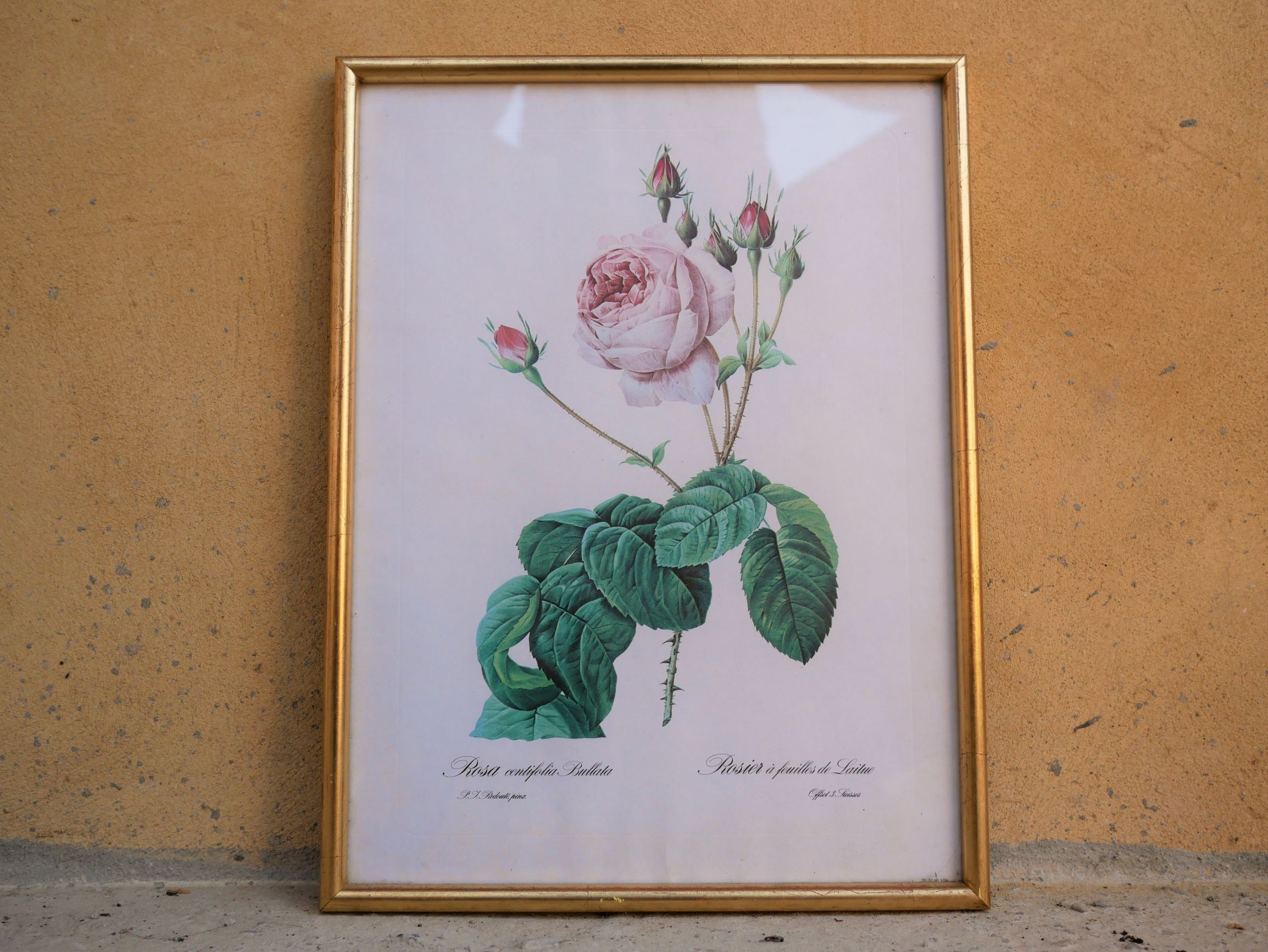 Vintage botanical poster "Rosa Centifolia Bullata" by P.J.Redouté