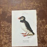 Old botanical plate naturalist engraving birds