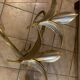 Pair sconces Isabelle Faure