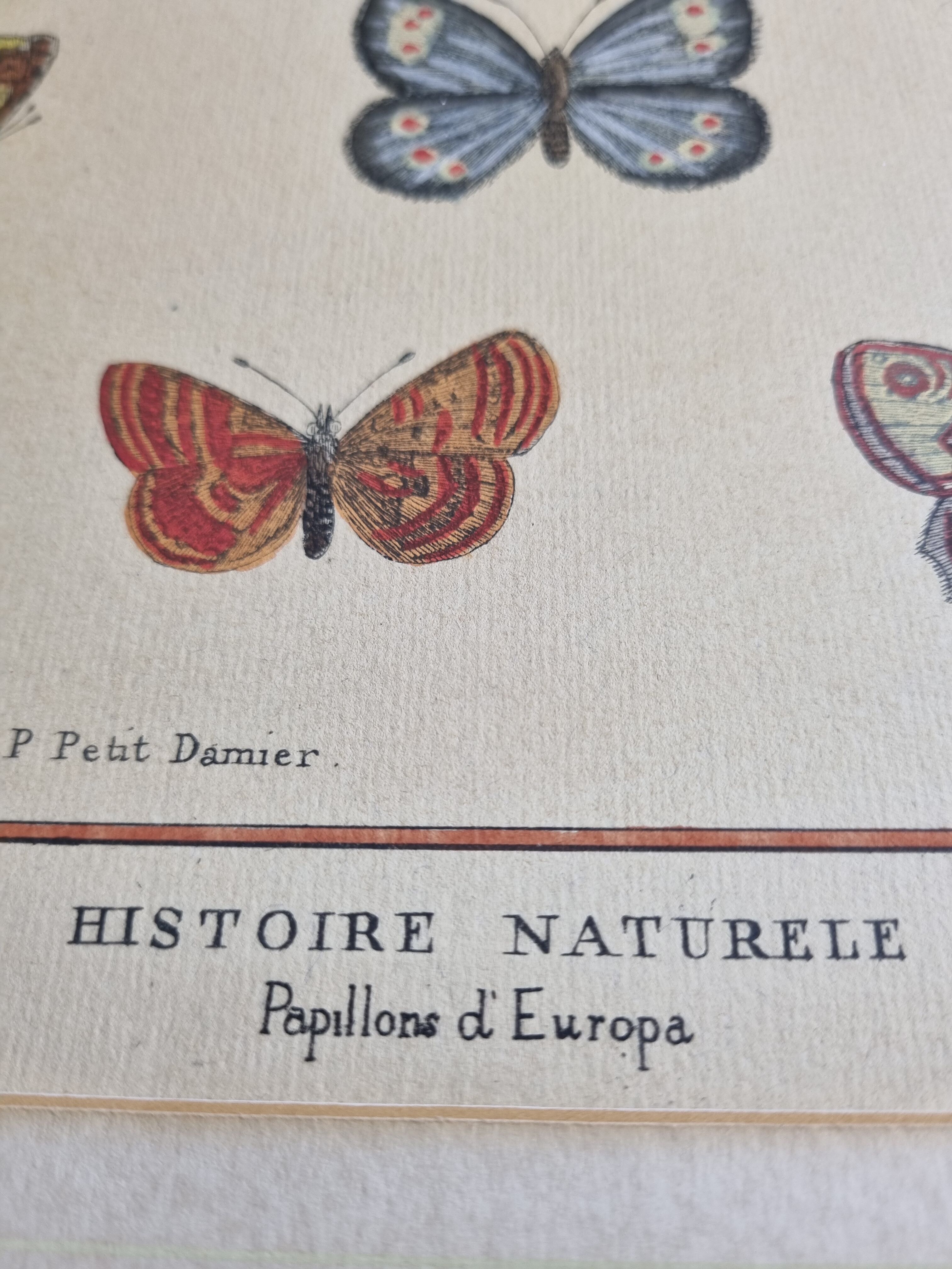 Natural history plate "The Butterflies of Europe", after Pietro Scattaglia, 18th century