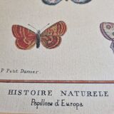 Natural history plate "The Butterflies of Europe", after Pietro Scattaglia, 18th century