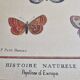 Natural history plate "The Butterflies of Europe", after Pietro Scattaglia, 18th century