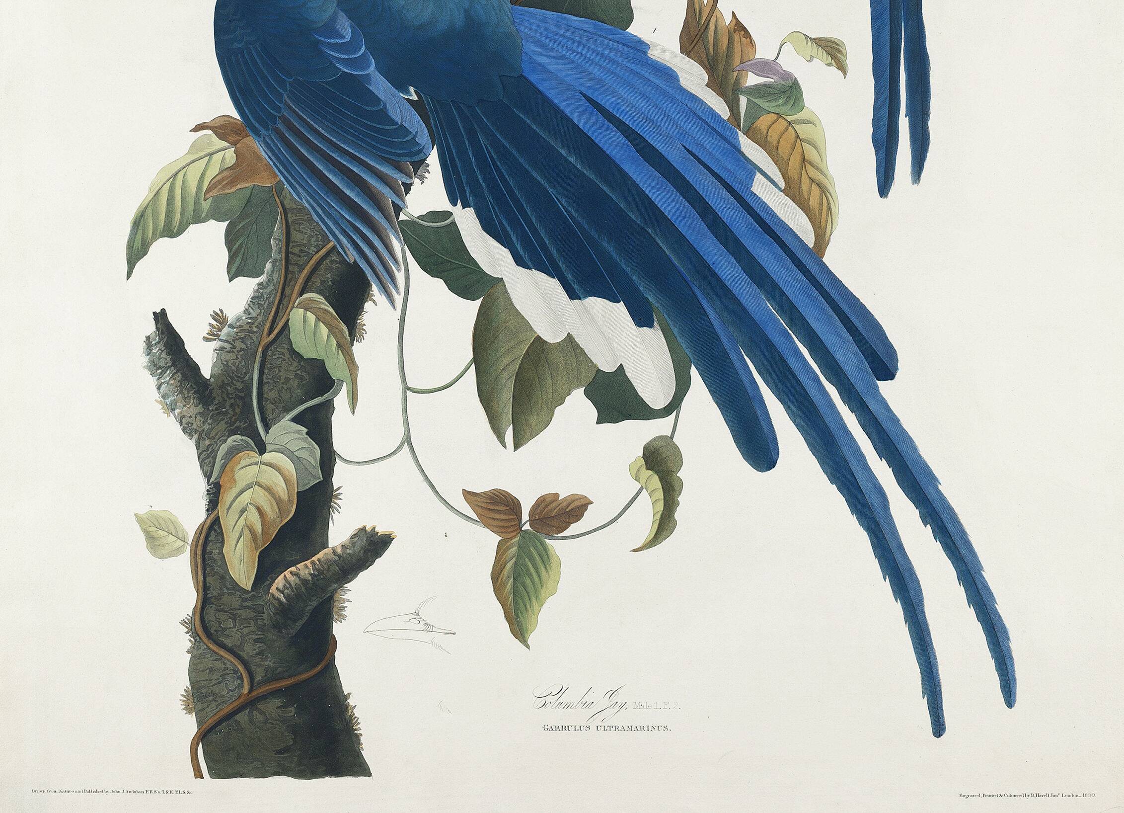 Poster about the Blue Jay, based on an old engraving from 1827.