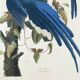 Poster about the Blue Jay, based on an old engraving from 1827.