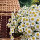 Large jug, two-tone woven wicker jar h 61 cm