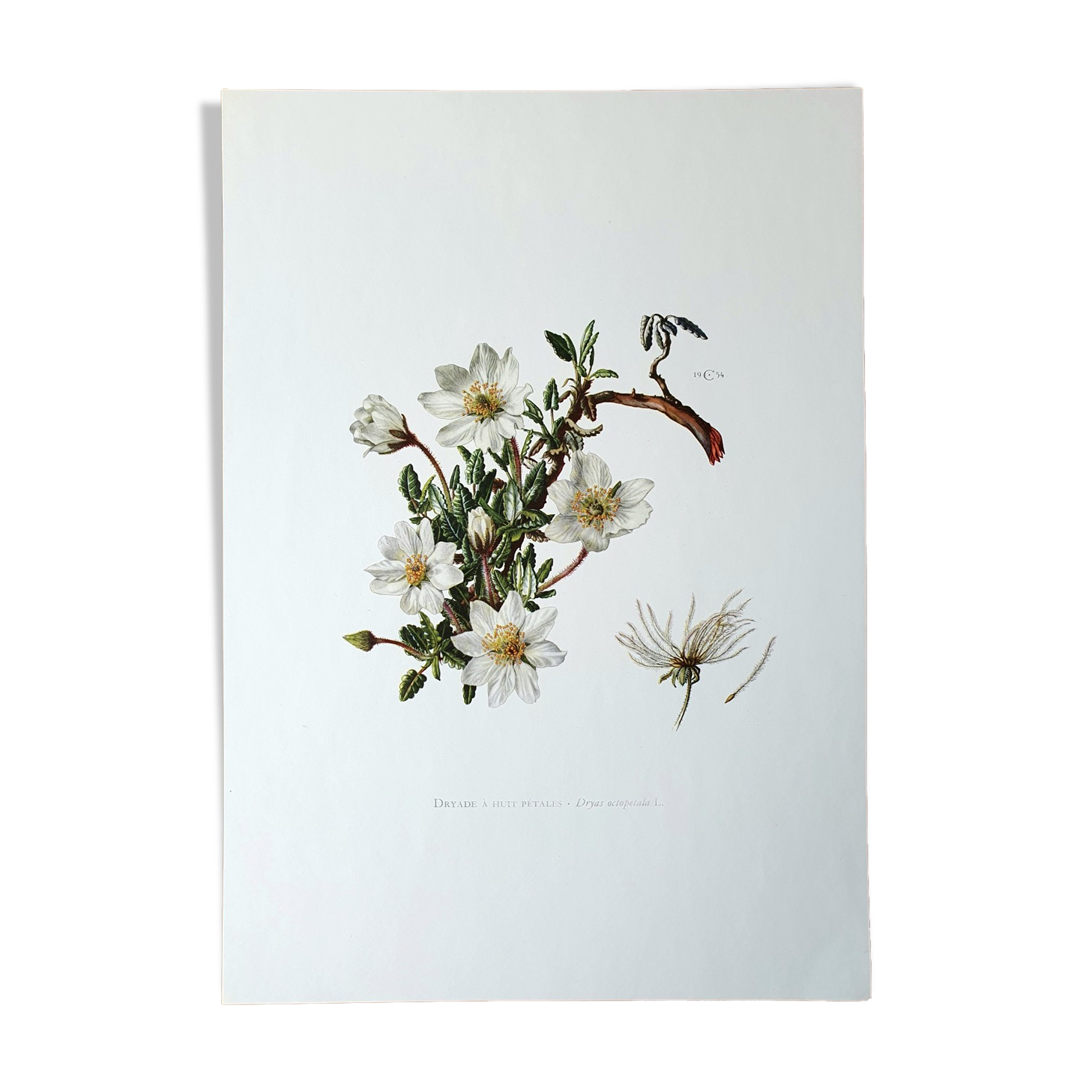 Dryad botanical board