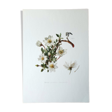 Dryad botanical board