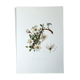 Dryad botanical board