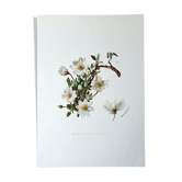 Dryad botanical board