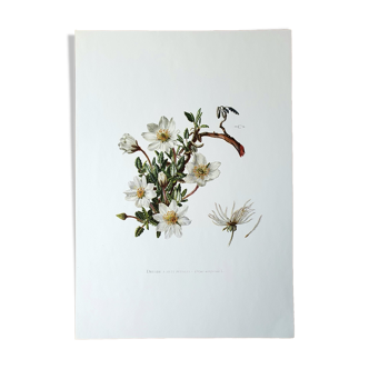 Dryad botanical board