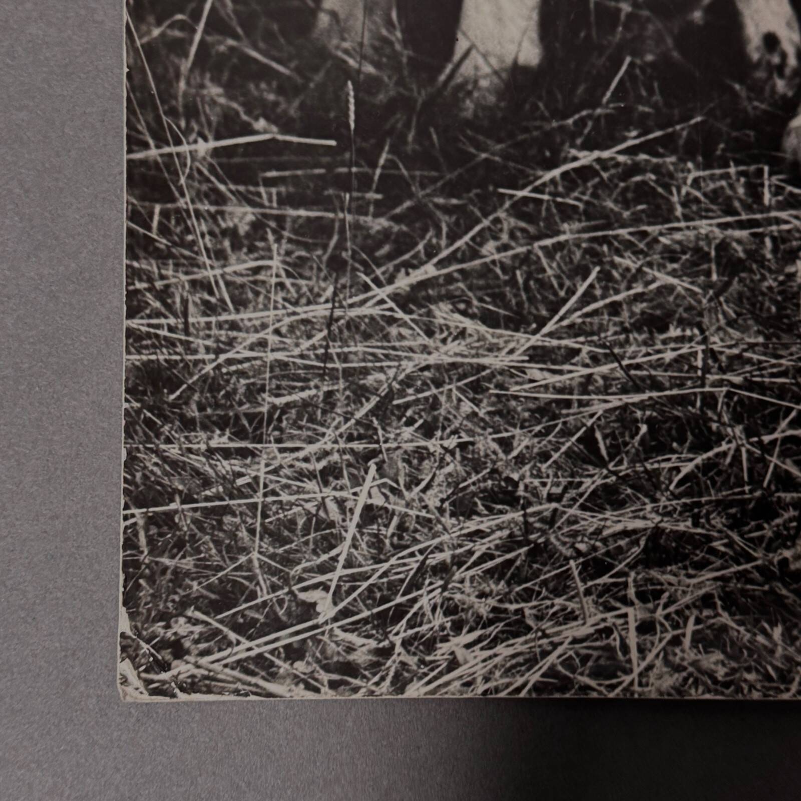 Black and white photo from 1960 depicting a child and sheep.