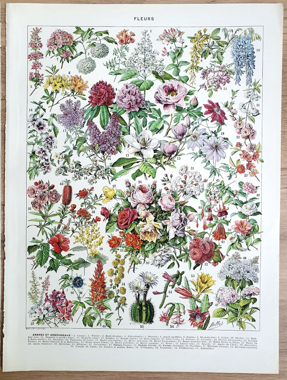 Duo de planches botaniques fleurs