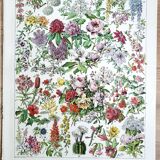 Duo de planches botaniques fleurs