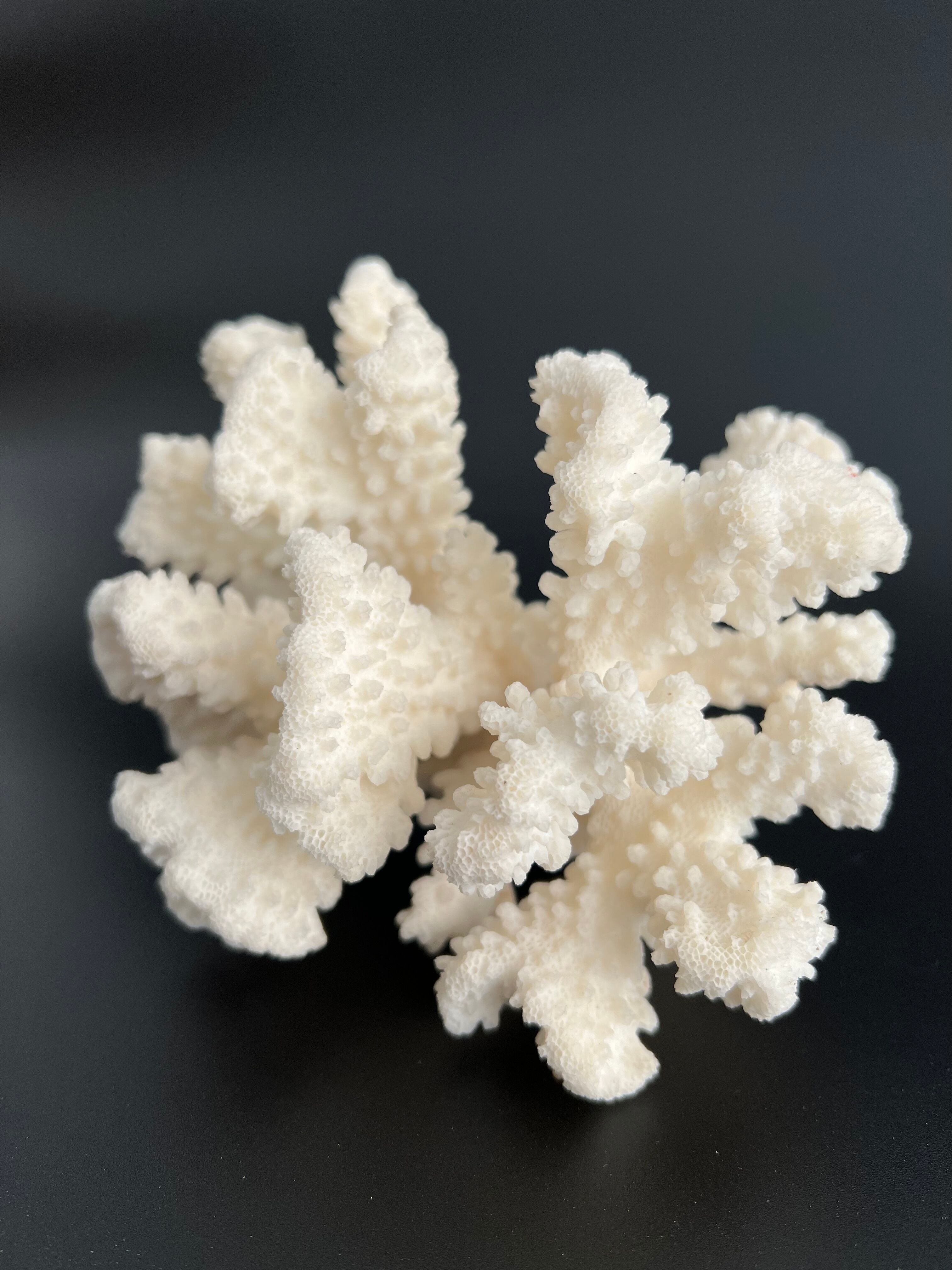 White coral vintage cabinet of curiosity