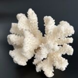 White coral vintage cabinet of curiosity