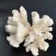 White coral vintage cabinet of curiosity