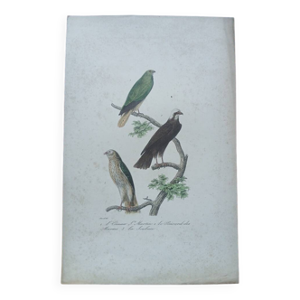 Poster - 19th century zoological engraving of birds - harrier