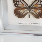 Naturalized Butterfly frame, Caduga SITA Niphonica