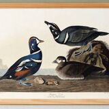 Poster about the harlequin duck, based on an old engraving from 1827.