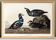 Poster about the harlequin duck, based on an old engraving from 1827.