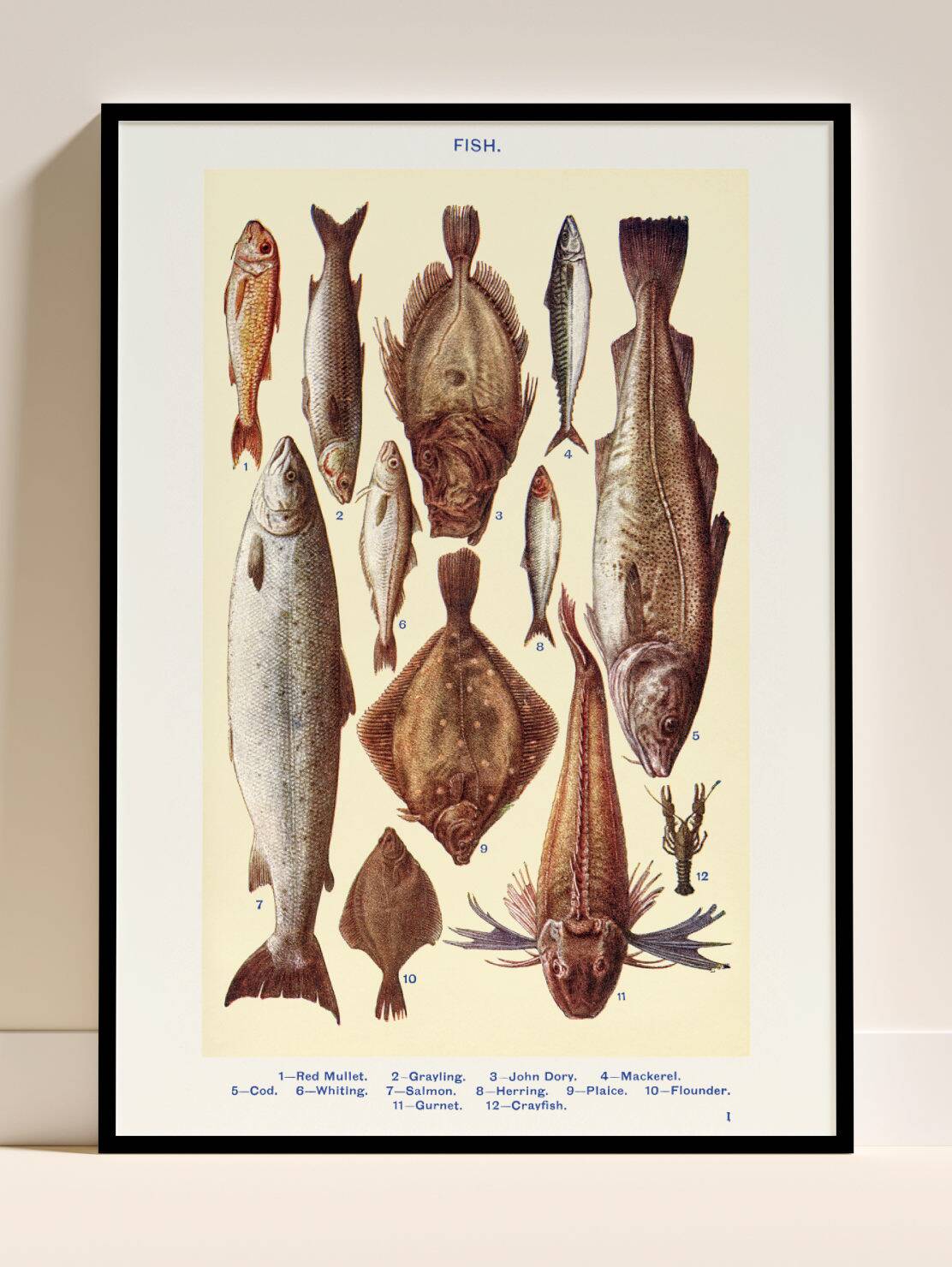 Poster about fish, based on an old lithograph from 1923.