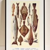 Poster about fish, based on an old lithograph from 1923.
