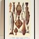 Poster about fish, based on an old lithograph from 1923.