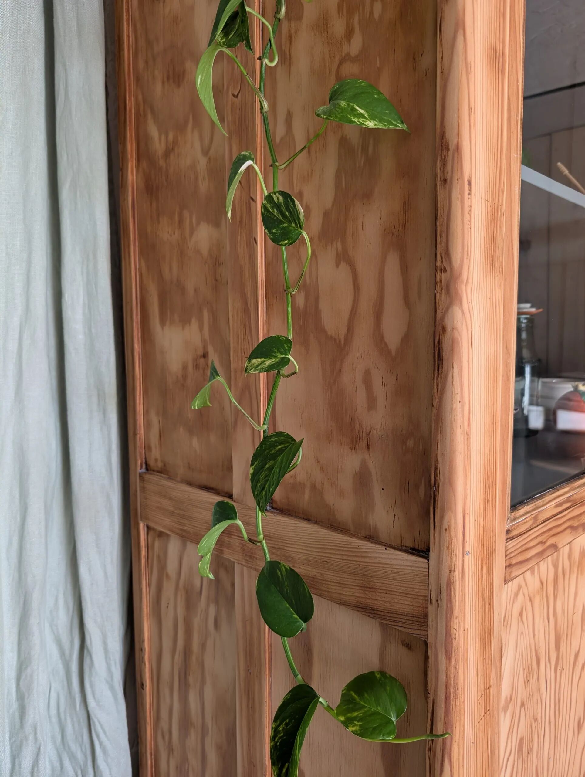 Old glass-fronted wooden library – blue interior