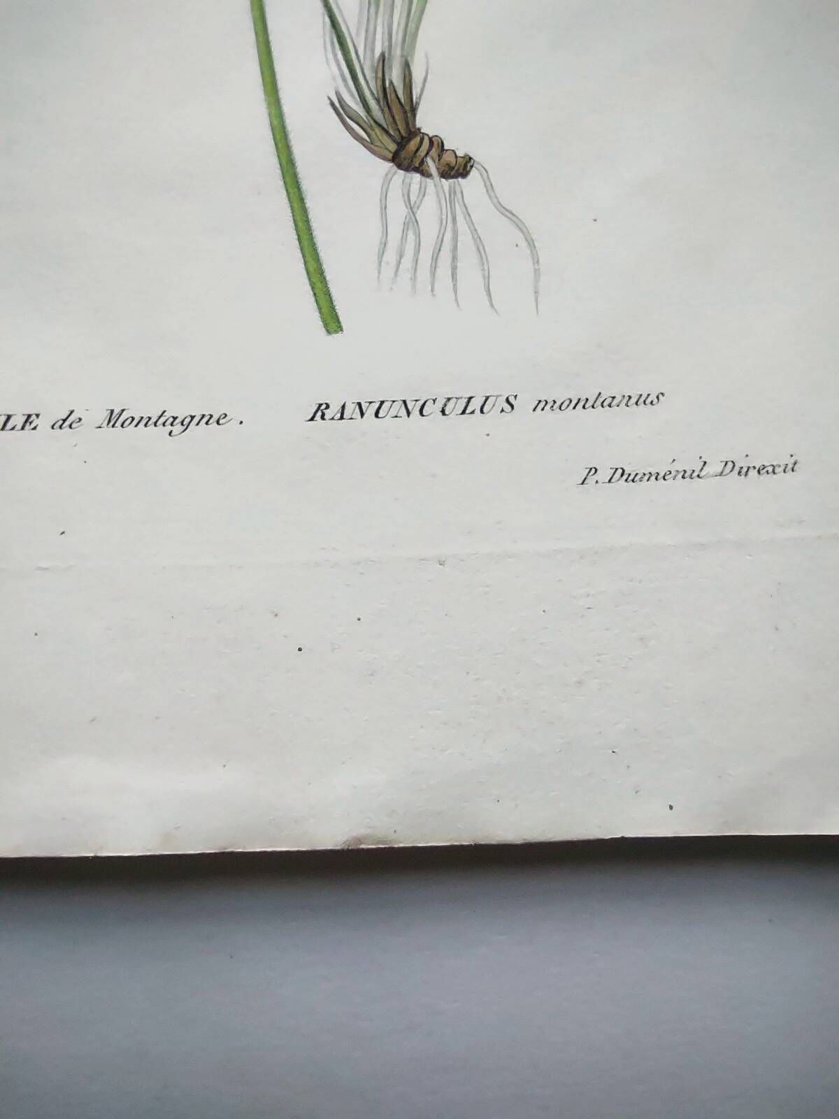 Antique botanical engraving from 1829 - Mountain Buttercup - By PA Poiteau. Hand colored.