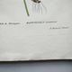 Antique botanical engraving from 1829 - Mountain Buttercup - By PA Poiteau. Hand colored.