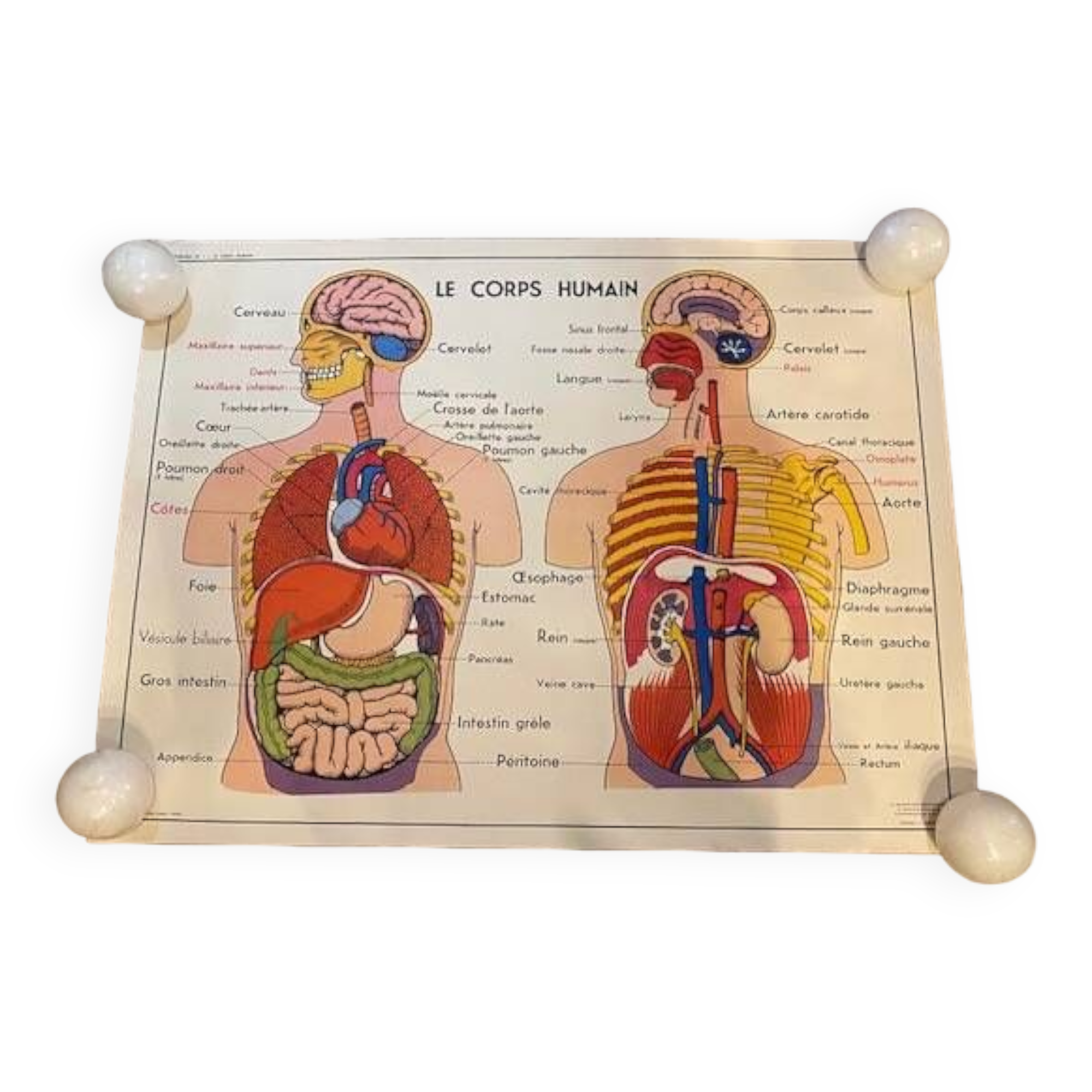 Old educational school poster the human body and muscles table n°1