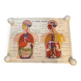 Old educational school poster the human body and muscles table n°1