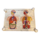 Old educational school poster the human body and muscles table n°1