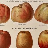 Lithograph on apples - 1920