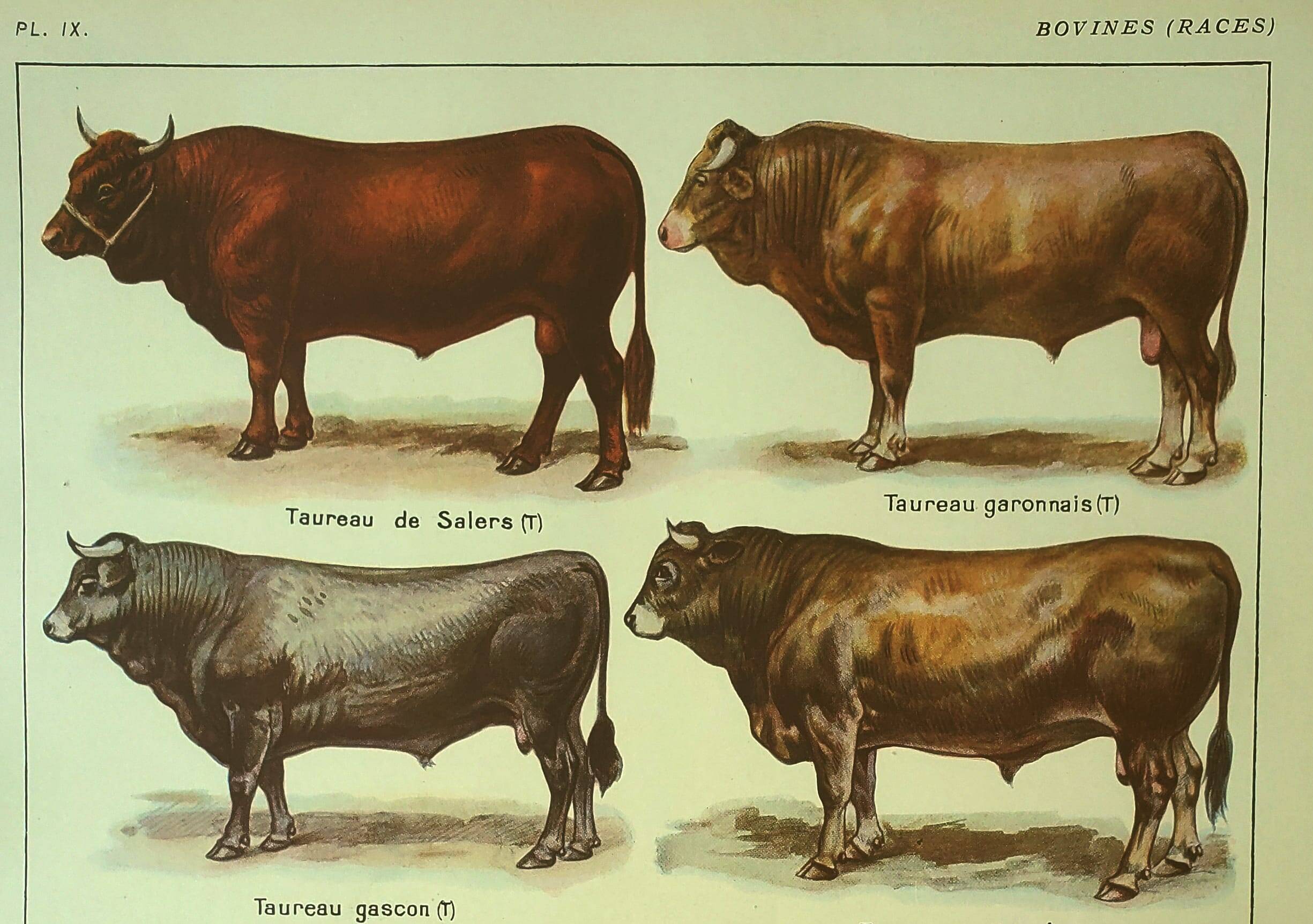 Antique lithograph 1921. By Dessertenne - Bull and cattle - farm
