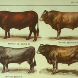Antique lithograph 1921. By Dessertenne - Bull and cattle - farm