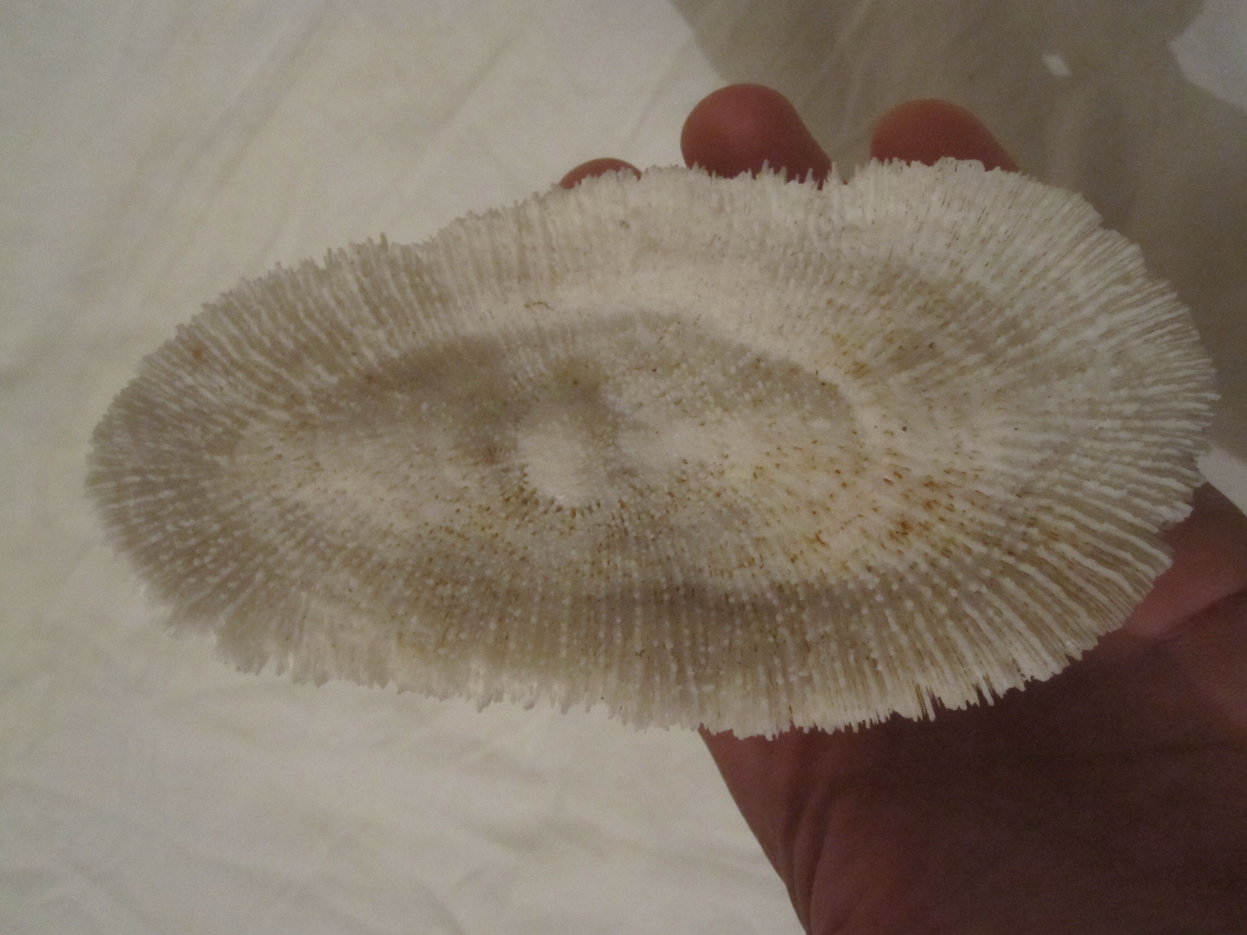 Coral white set vintage deco