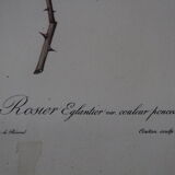 Framed engraving by Redouté Rose Rose