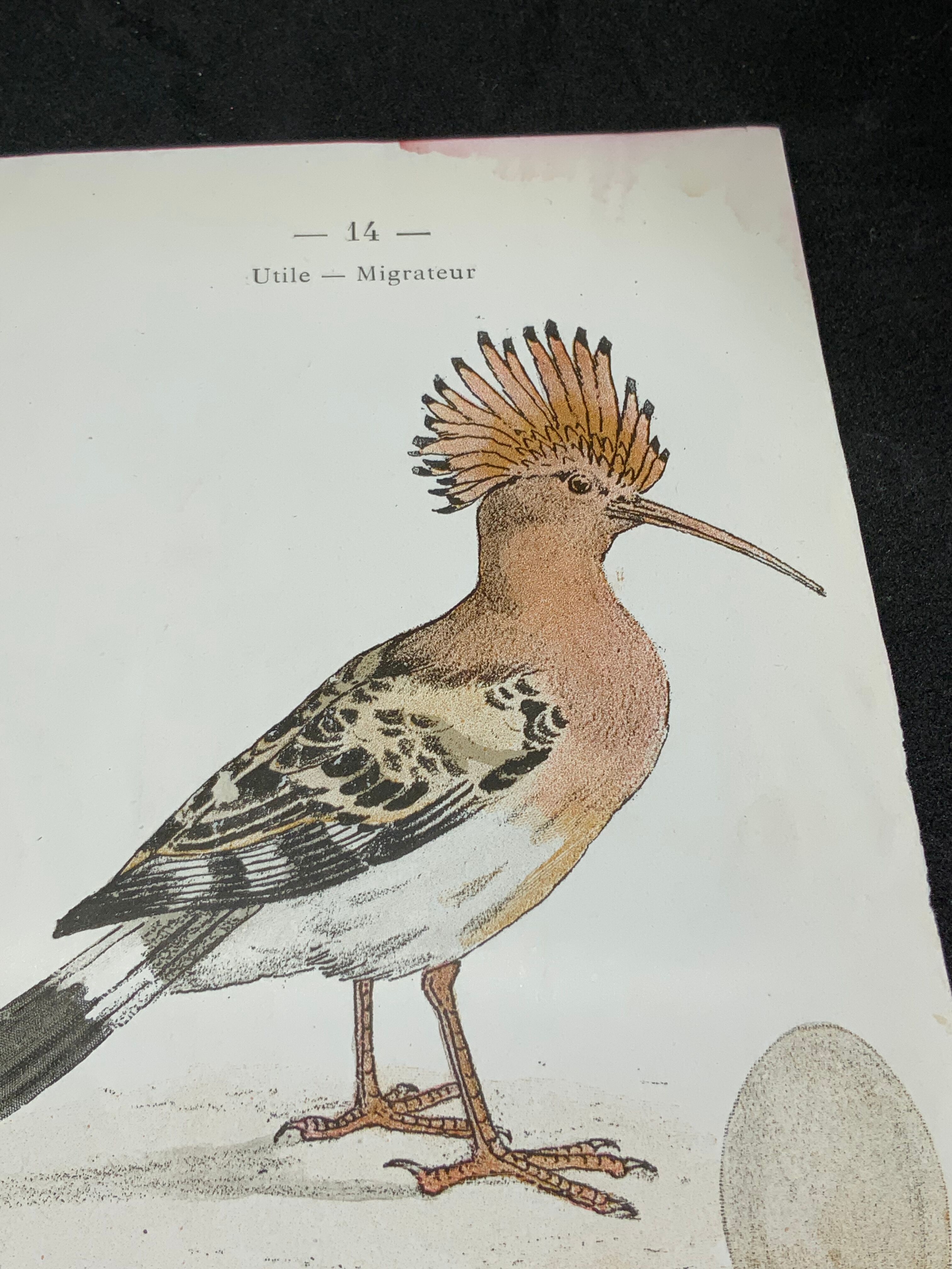 Planche naturaliste ancienne oiseaux gravure double face ouvrage 1908 G. Denise
