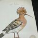 Planche naturaliste ancienne oiseaux gravure double face ouvrage 1908 G. Denise