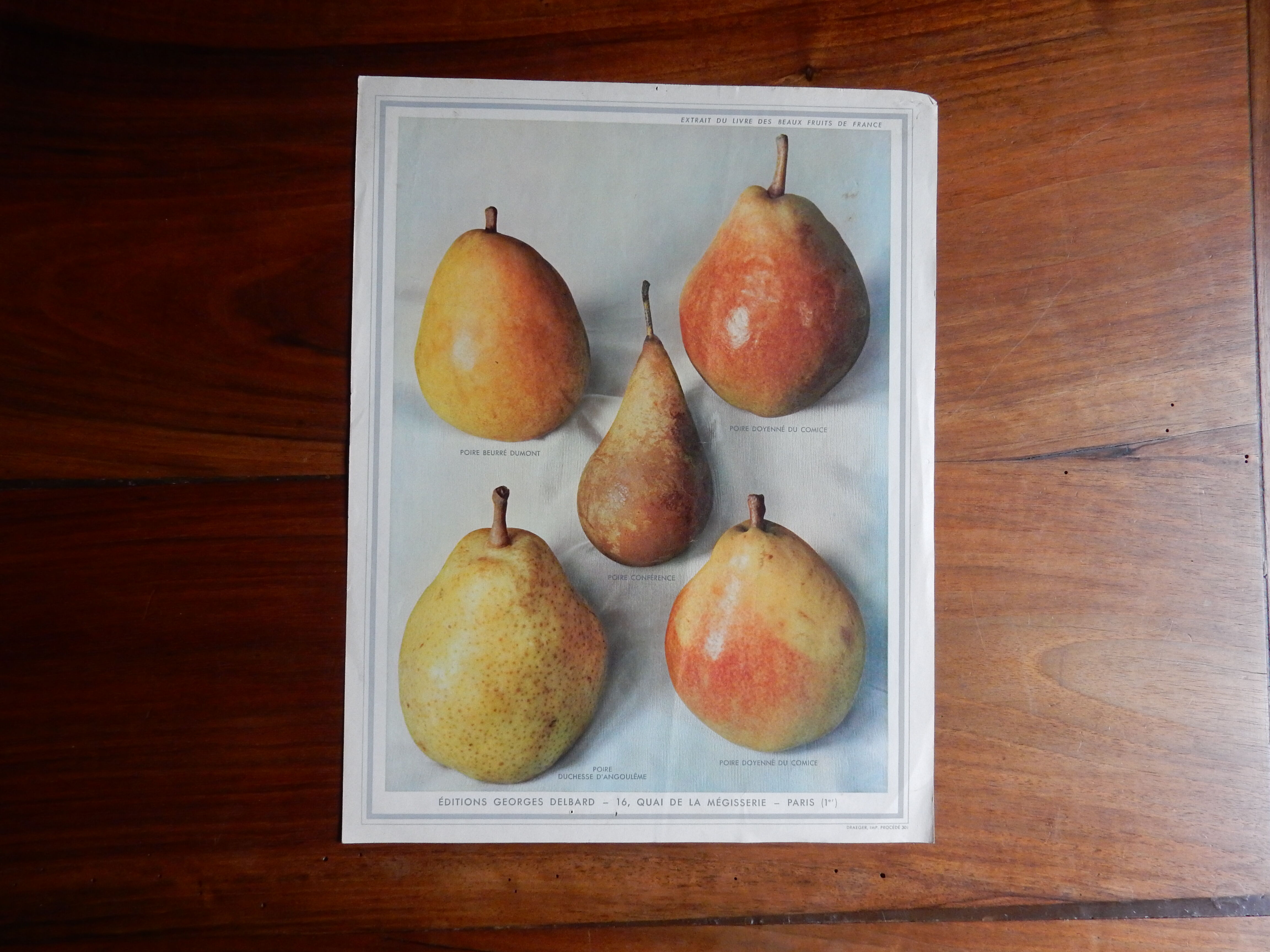 1947 pedagogic poster on pears