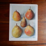 1947 pedagogic poster on pears